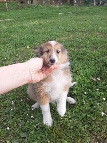 Chiot Shetland Sheepdog du Cèdre Enchanté