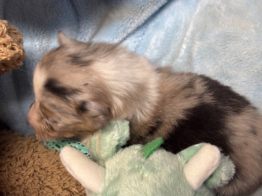 du Cèdre Enchanté - Chiots disponibles - Shetland Sheepdog