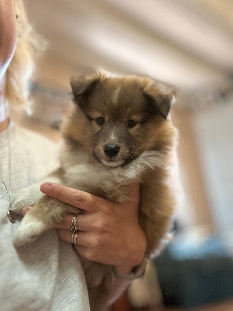 du Cèdre Enchanté - Chiots disponibles - Shetland Sheepdog