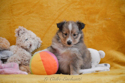 Vénus blonde du Cèdre Enchanté