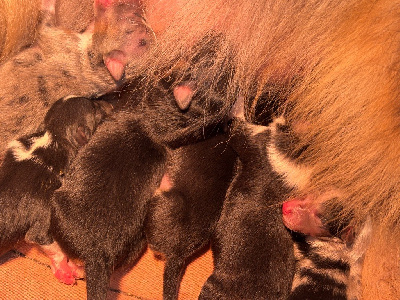 Arpège brune du Cèdre Enchanté 