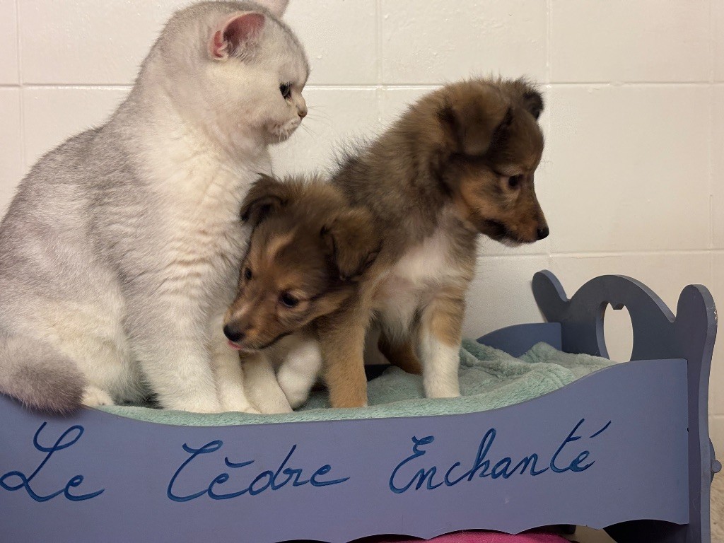 du Cèdre Enchanté - Shetland Sheepdog - Portée née le 16/07/2025