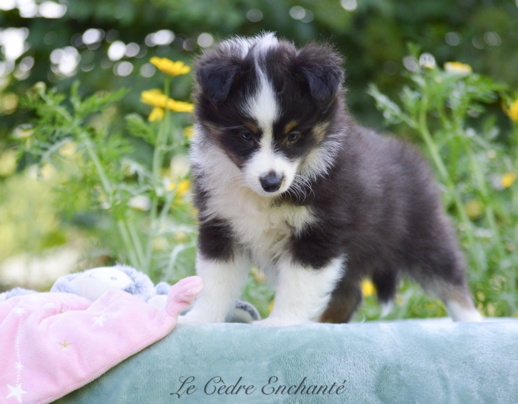 Chiot Shetland Sheepdog du Cèdre Enchanté