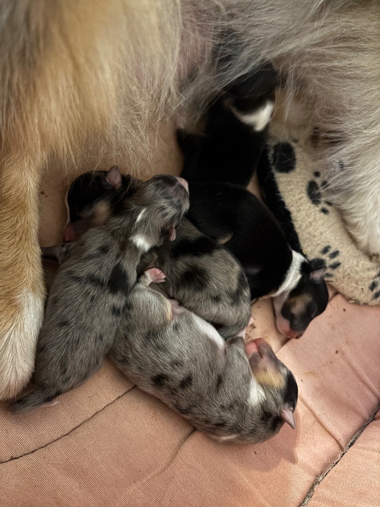 du Cèdre Enchanté - Chiots disponibles - Shetland Sheepdog