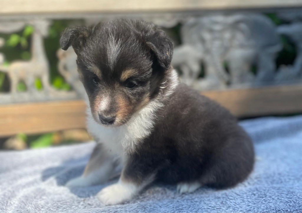 du Cèdre Enchanté - Chiots disponibles - Shetland Sheepdog