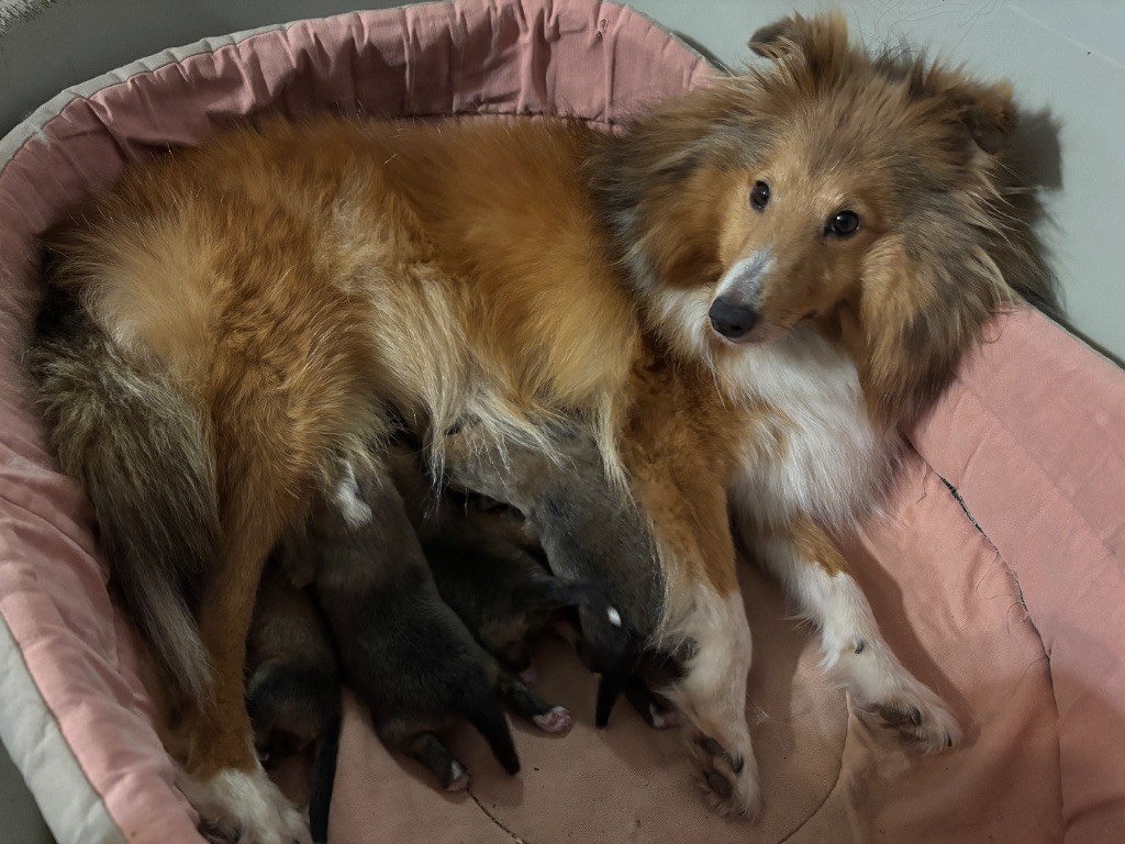 du Cèdre Enchanté - Chiots disponibles - Shetland Sheepdog