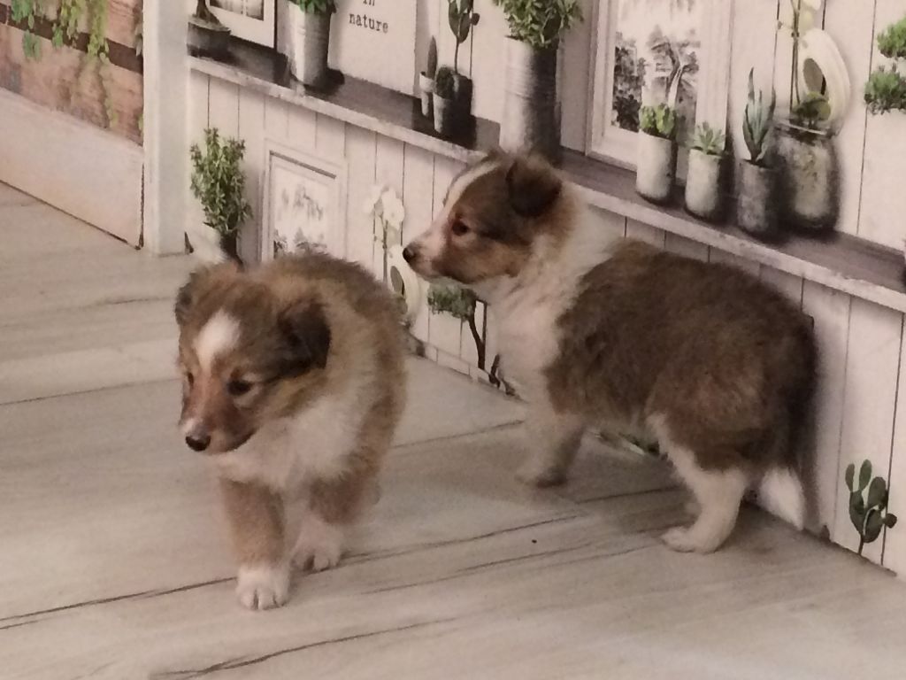 Chiot Shetland Sheepdog du Cèdre Enchanté