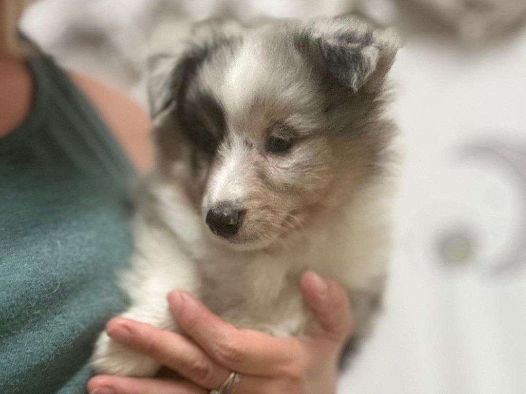 du Cèdre Enchanté - Chiots disponibles - Shetland Sheepdog
