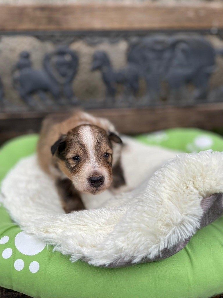 du Cèdre Enchanté - Chiots disponibles - Shetland Sheepdog
