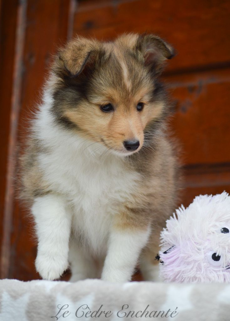 Chiot Shetland Sheepdog du Cèdre Enchanté