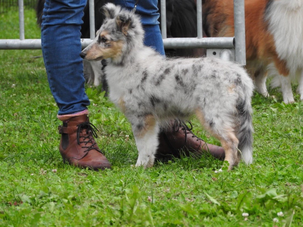 du Cèdre Enchanté - Chiots disponibles - Shetland Sheepdog