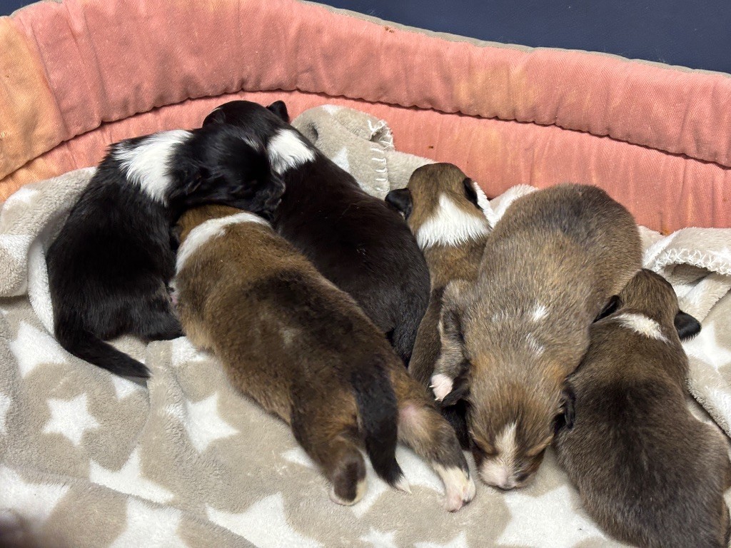 du Cèdre Enchanté - Chiots disponibles - Shetland Sheepdog