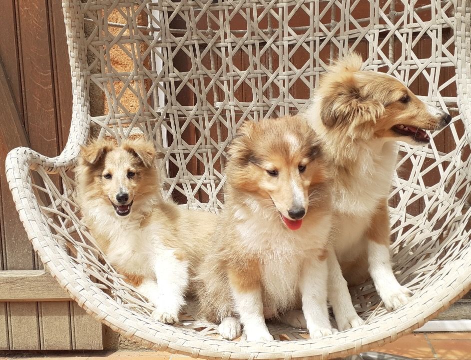 Chiot Shetland Sheepdog du Cèdre Enchanté