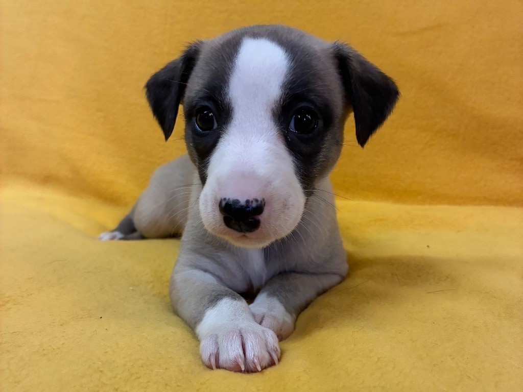 du Cèdre Enchanté - Chiots disponibles - Whippet