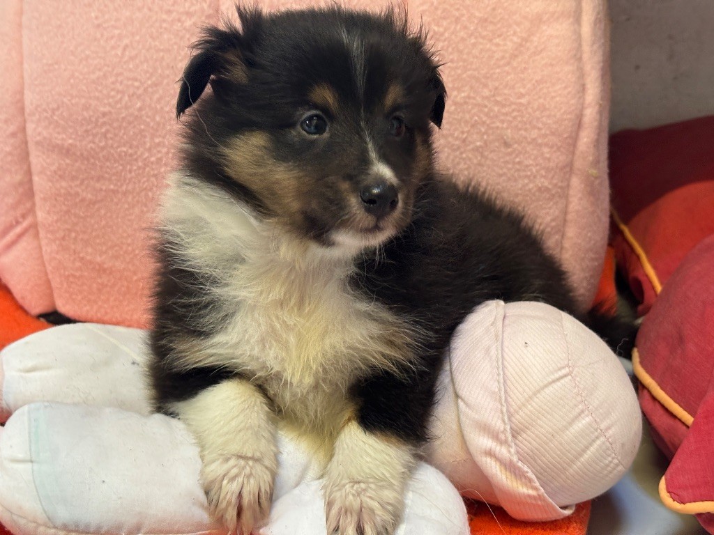 du Cèdre Enchanté - Chiots disponibles - Shetland Sheepdog