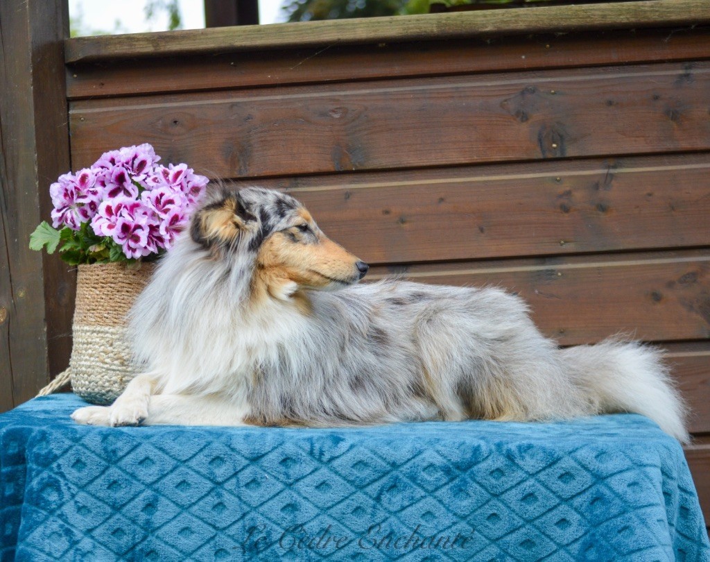 Chiot Shetland Sheepdog du Cèdre Enchanté