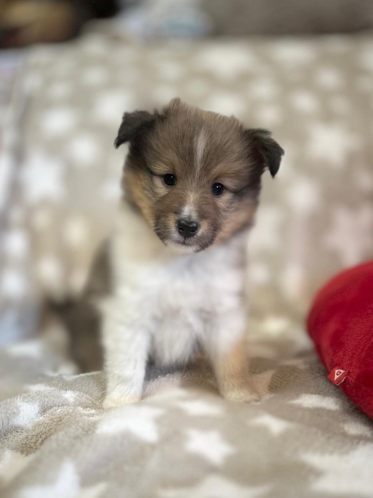 du Cèdre Enchanté - Chiots disponibles - Shetland Sheepdog