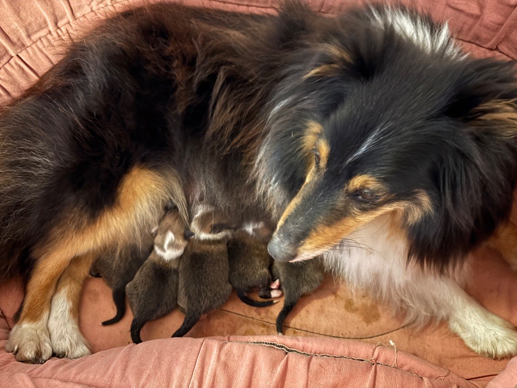 du Cèdre Enchanté - Chiots disponibles - Shetland Sheepdog