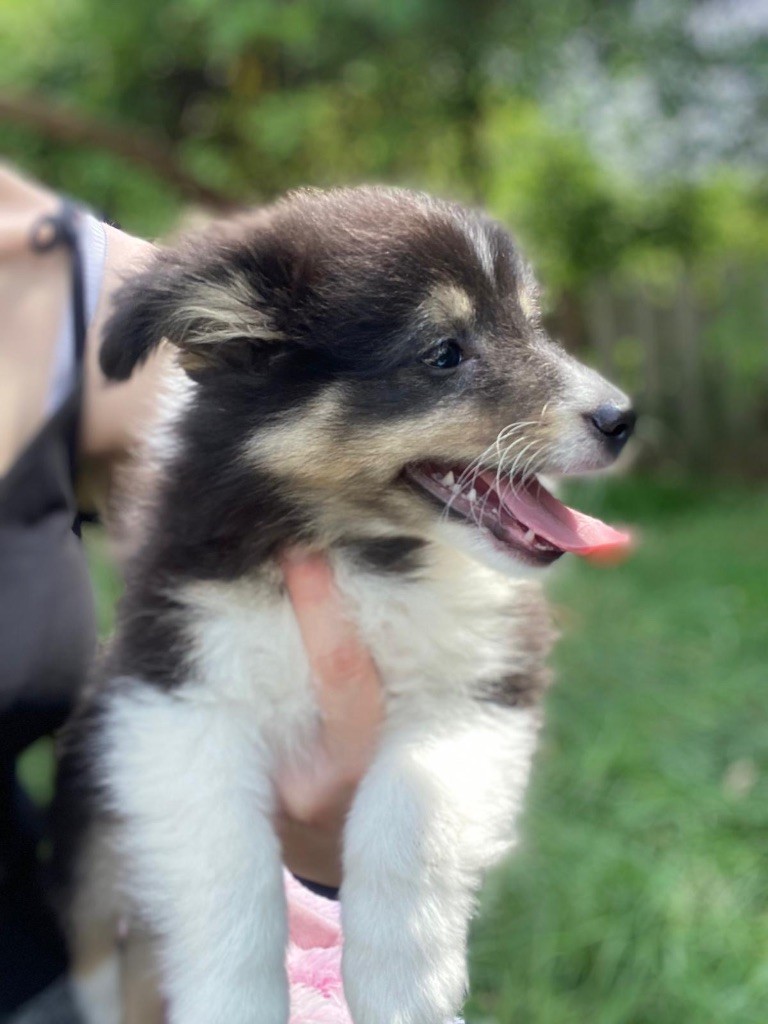 du Cèdre Enchanté - Chiots disponibles - Shetland Sheepdog