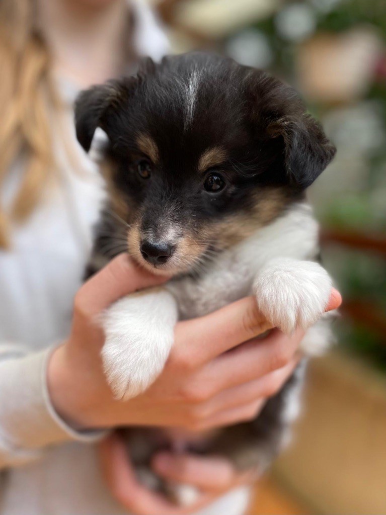 du Cèdre Enchanté - Chiots disponibles - Shetland Sheepdog