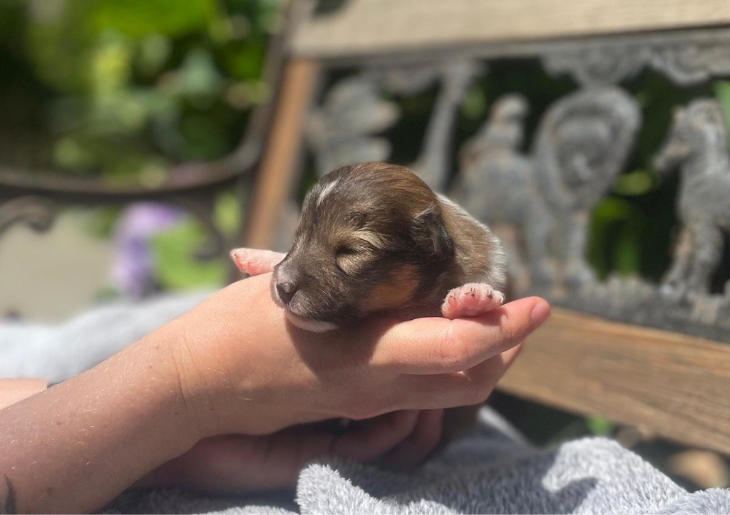 du Cèdre Enchanté - Chiots disponibles - Shetland Sheepdog