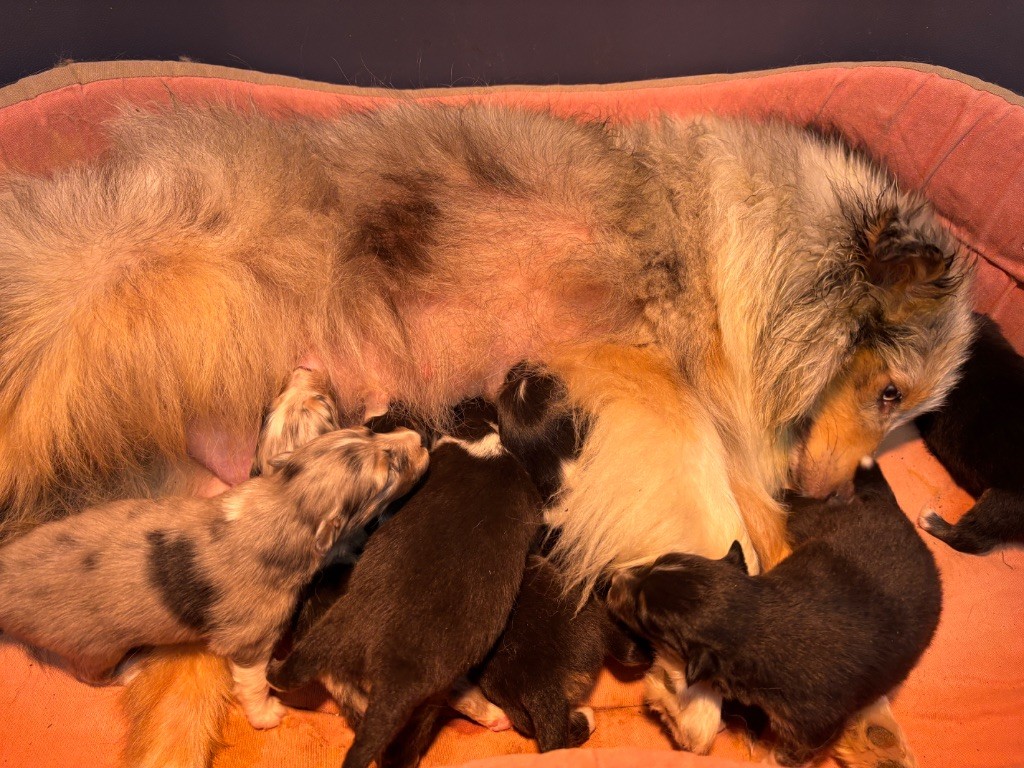 du Cèdre Enchanté - Chiots disponibles - Shetland Sheepdog