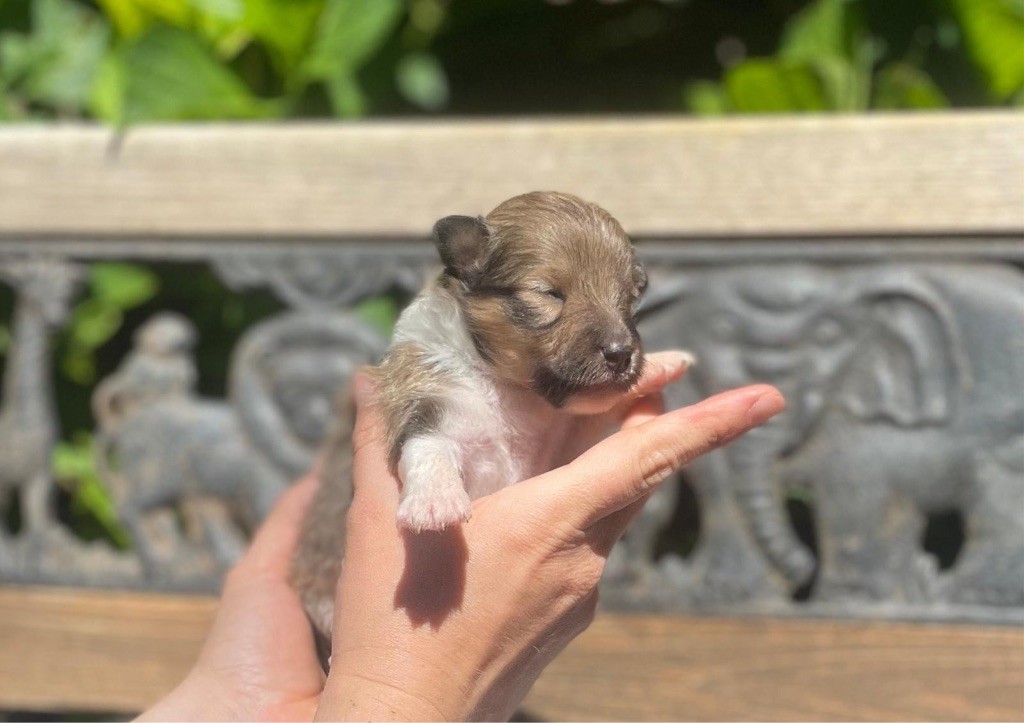 du Cèdre Enchanté - Chiots disponibles - Shetland Sheepdog