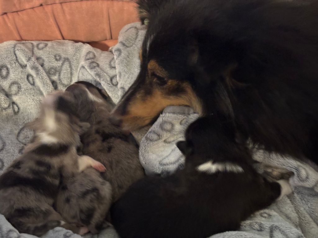 du Cèdre Enchanté - Chiots disponibles - Shetland Sheepdog