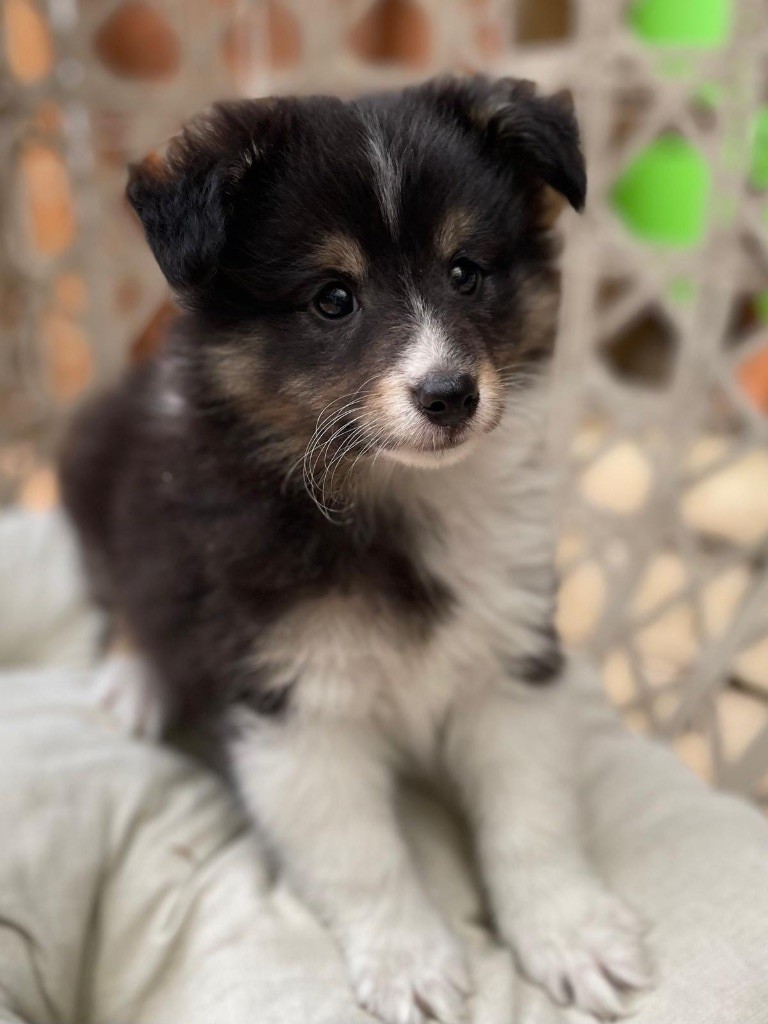 du Cèdre Enchanté - Chiots disponibles - Shetland Sheepdog