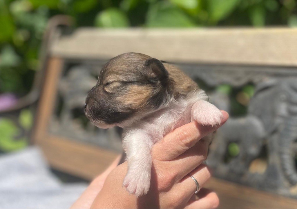 du Cèdre Enchanté - Chiots disponibles - Shetland Sheepdog