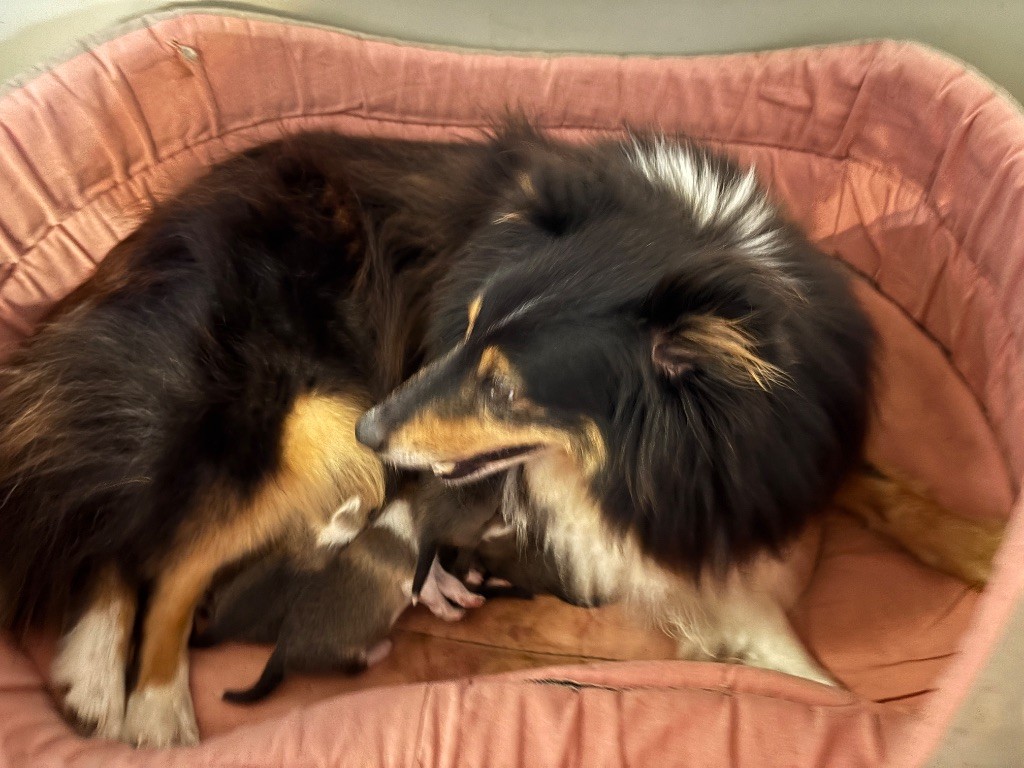 du Cèdre Enchanté - Chiots disponibles - Shetland Sheepdog