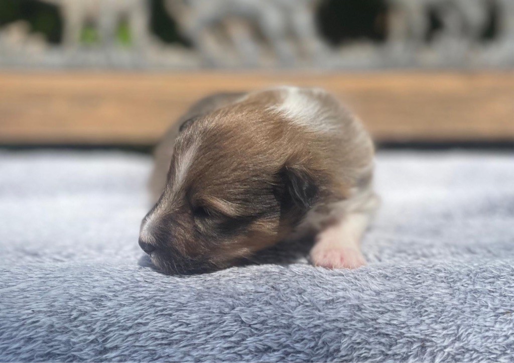 du Cèdre Enchanté - Chiots disponibles - Shetland Sheepdog