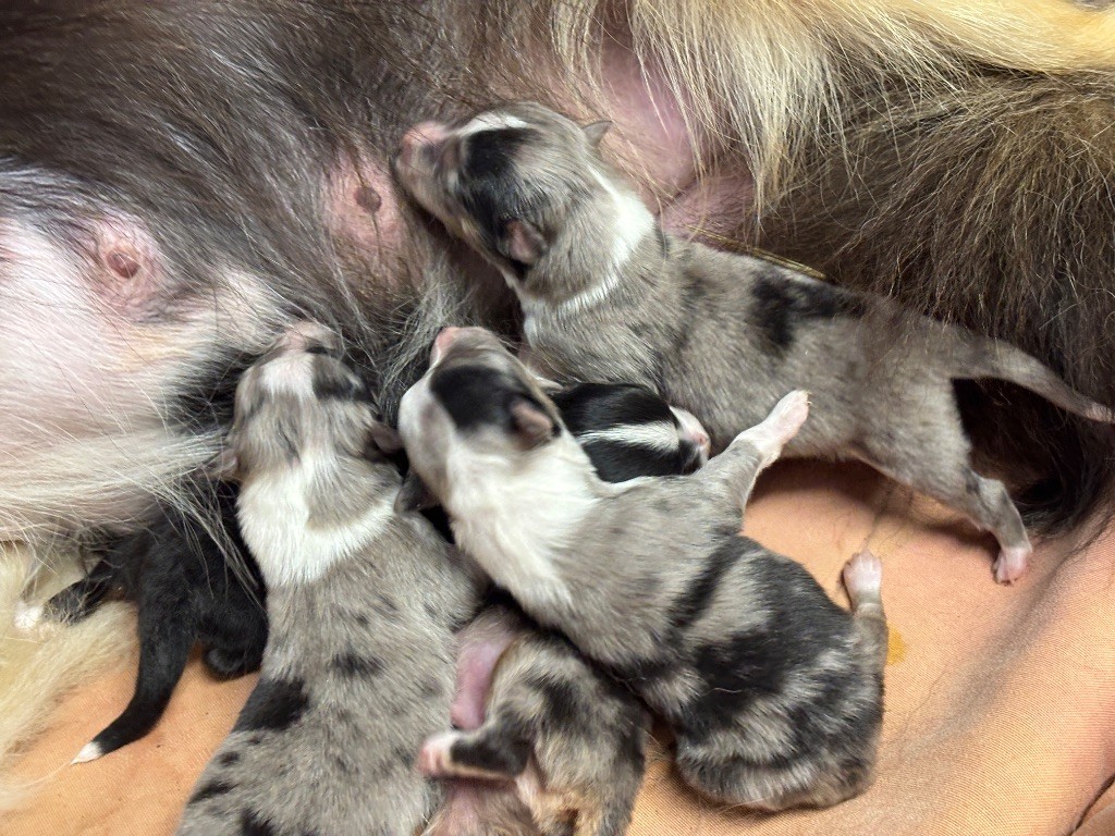 du Cèdre Enchanté - Chiots disponibles - Shetland Sheepdog