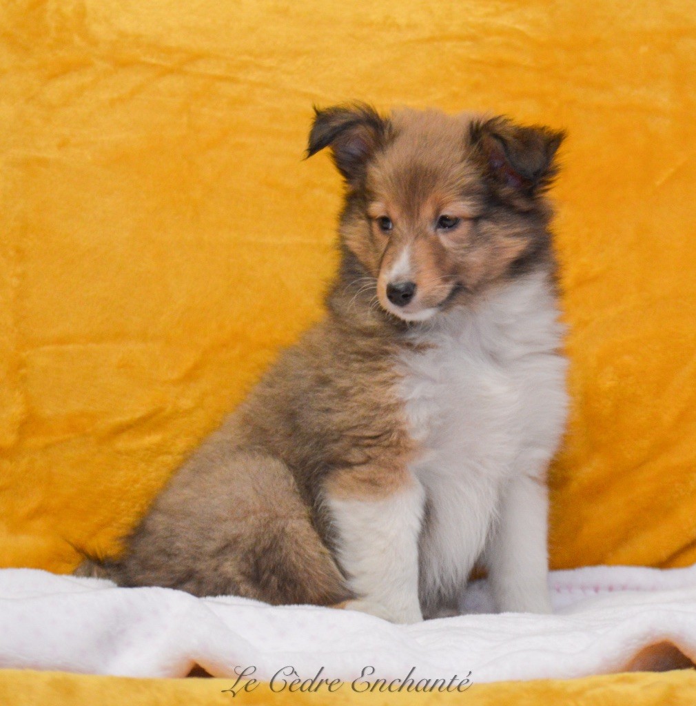 Chiot Shetland Sheepdog du Cèdre Enchanté