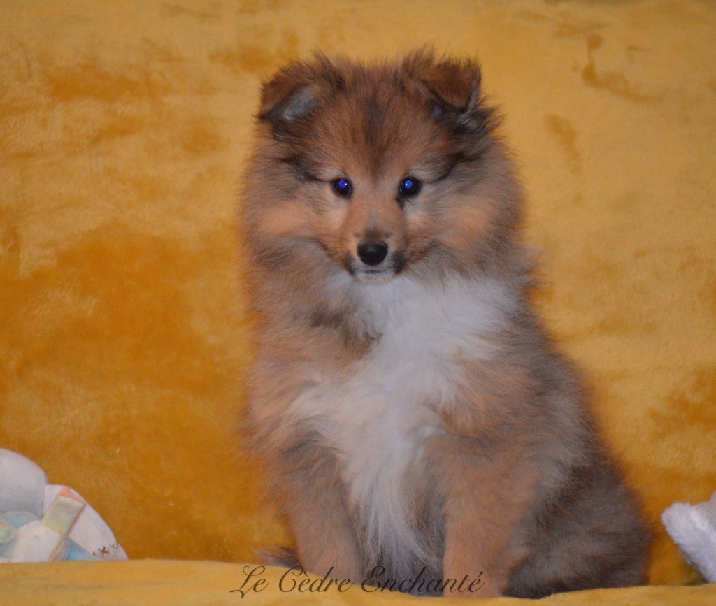 Chiot Shetland Sheepdog du Cèdre Enchanté