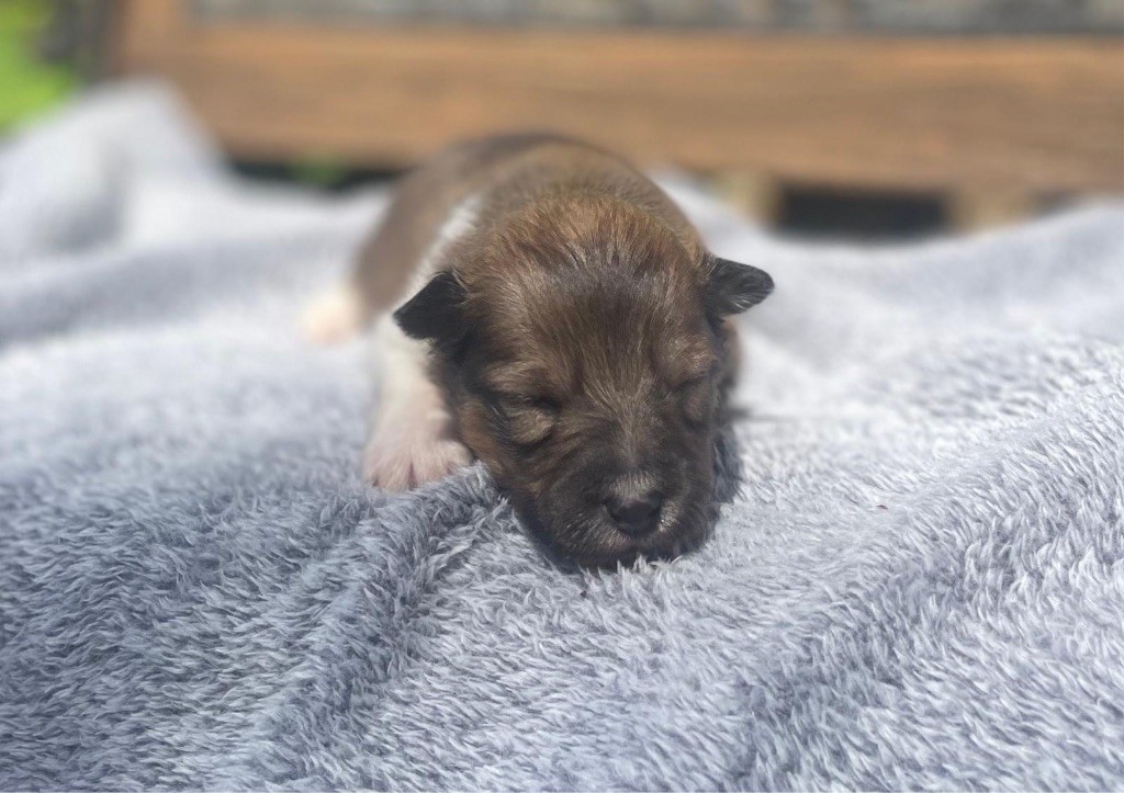 du Cèdre Enchanté - Chiots disponibles - Shetland Sheepdog