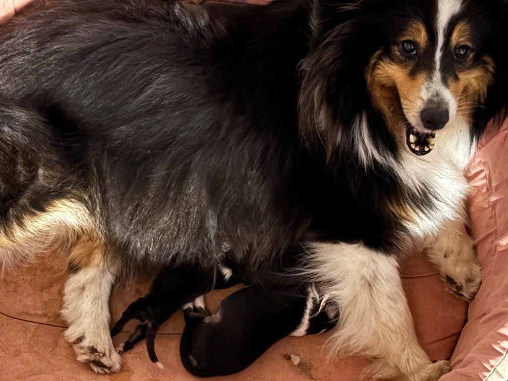 du Cèdre Enchanté - Chiots disponibles - Shetland Sheepdog