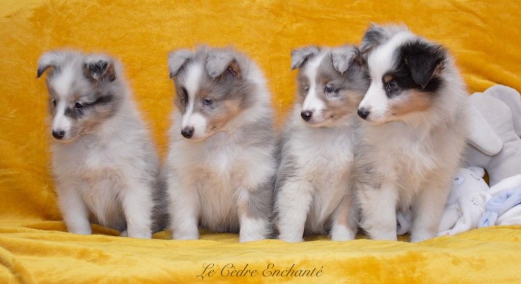 Chiot Shetland Sheepdog du Cèdre Enchanté