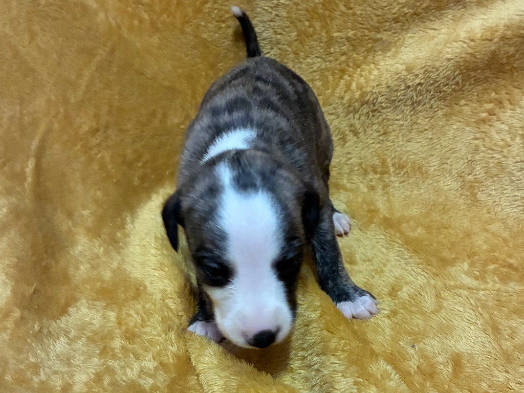 du Cèdre Enchanté - Chiots disponibles - Whippet