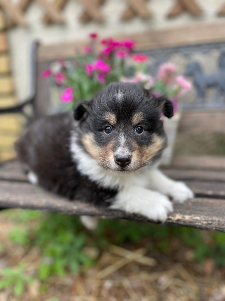 du Cèdre Enchanté - Shetland Sheepdog - Portée née le 07/04/2025