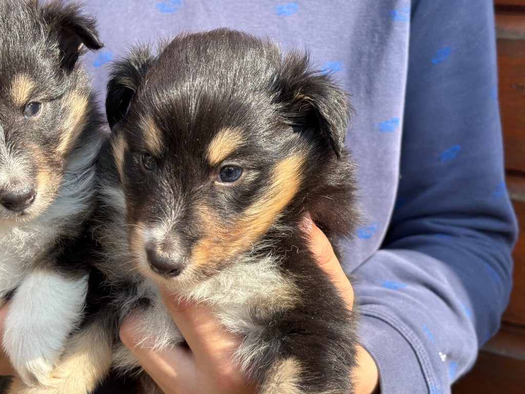 du Cèdre Enchanté - Chiots disponibles - Shetland Sheepdog