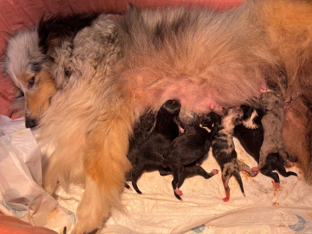 du Cèdre Enchanté - Chiots disponibles - Shetland Sheepdog