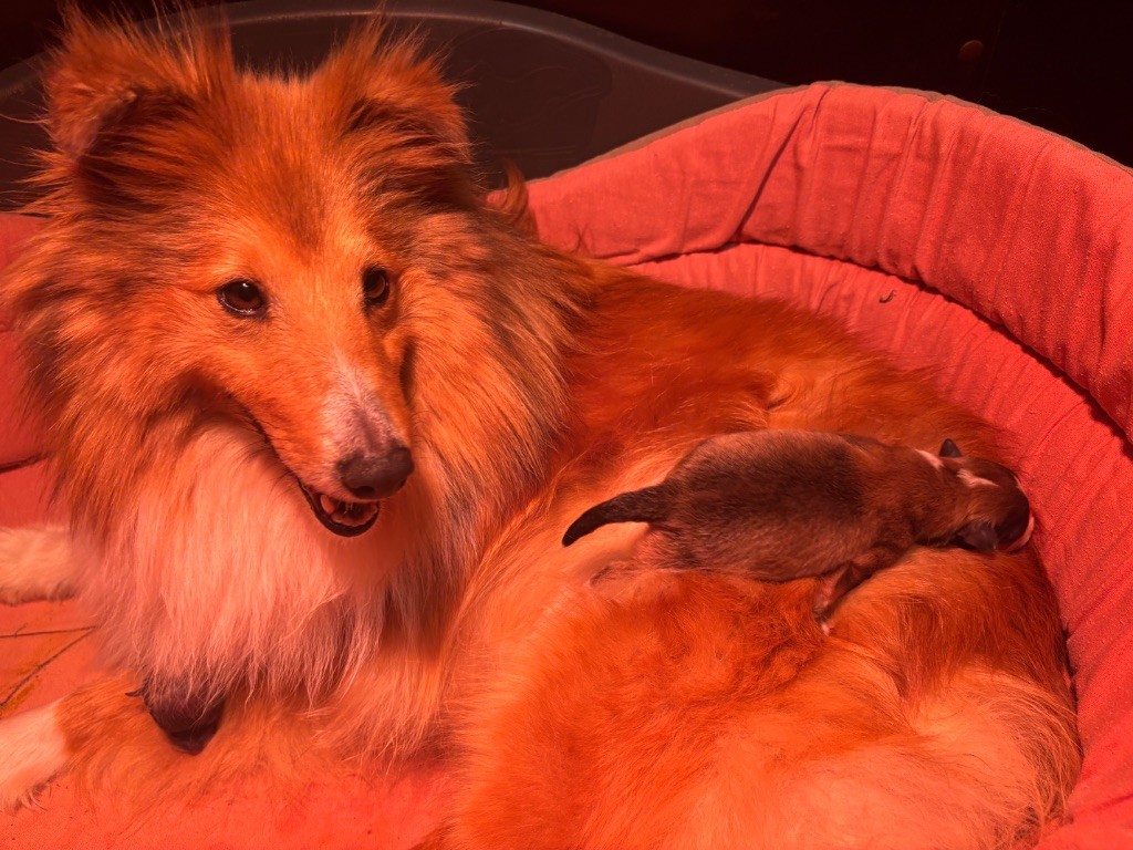 Chiot Shetland Sheepdog du Cèdre Enchanté