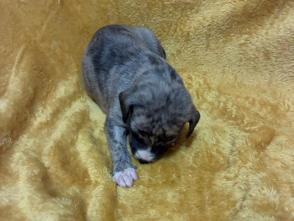 du Cèdre Enchanté - Chiots disponibles - Whippet