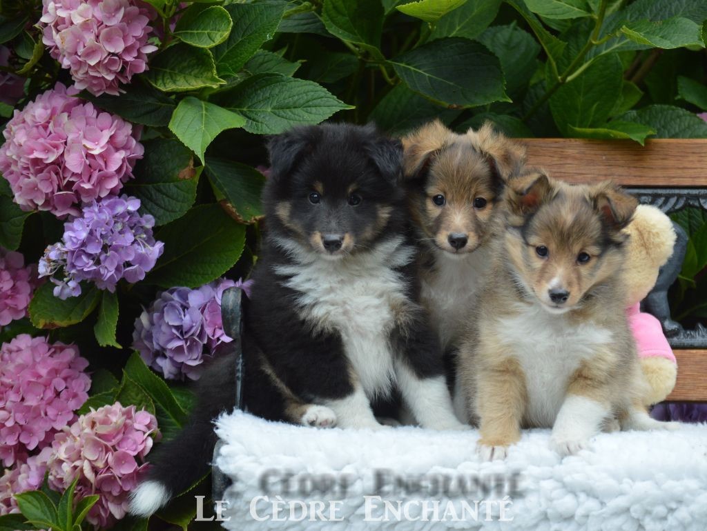 Chiot Shetland Sheepdog du Cèdre Enchanté