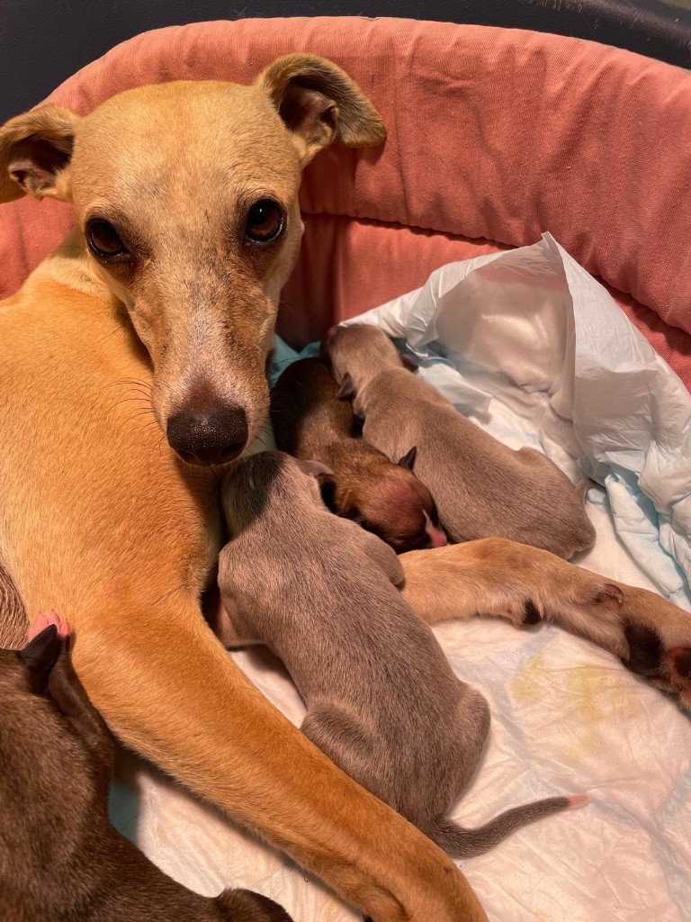 du Cèdre Enchanté - Chiots disponibles - Whippet