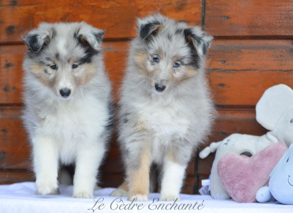 Chiot Shetland Sheepdog du Cèdre Enchanté