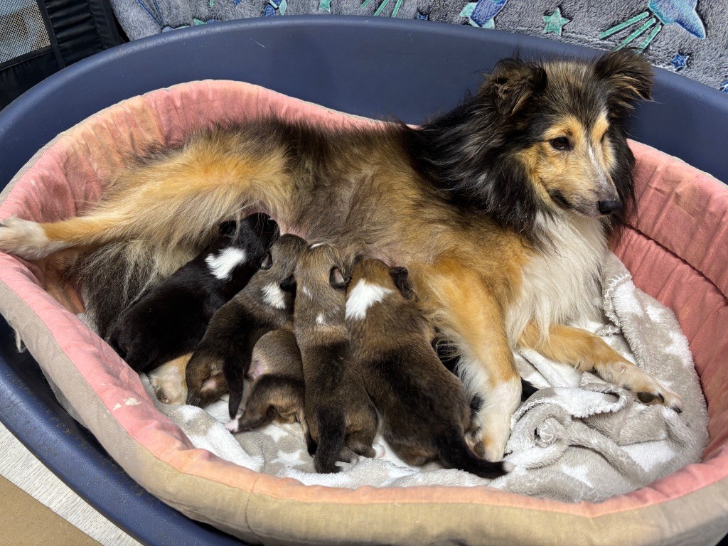du Cèdre Enchanté - Chiots disponibles - Shetland Sheepdog