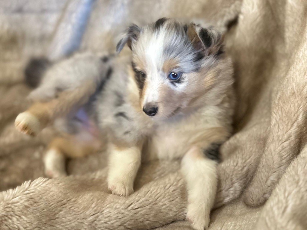 du Cèdre Enchanté - Chiots disponibles - Shetland Sheepdog
