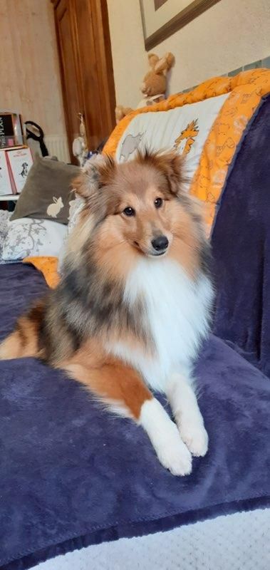 Chiot Shetland Sheepdog du Cèdre Enchanté